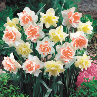 Rosy Sunrise Daffodil Duet Seeds